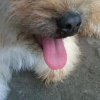 anjing-kampung-mongrel-mix-breed-campuran-silangan-lover039s---part-2