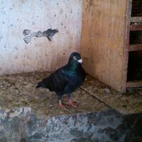 sharemerpati-pos---racing-pigeon