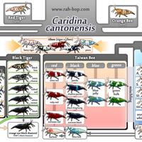 all-about-shrimp-red-cherry-red-bee-black-bee-neocaridina-caridina-dll
