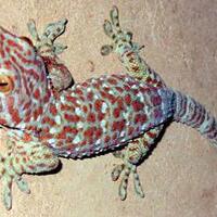 9788new-ask-about-leopard-gecko9788