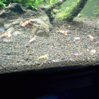 all-about-shrimp-red-cherry-red-bee-black-bee-neocaridina-caridina-dll