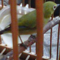 9829982996169616-burung-kaca-mata96169616-98299829