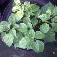 ayo-bertanam-cabe---hot--eksotis