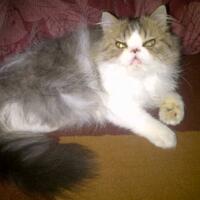 973397339619958095809658persian-cats-lover-organization966895809580961997339733