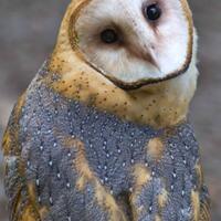 kepala-burung-celepuk-bisa-muter-180-derajat-nih-buktinya