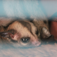 sugar-gliderlanjut---part-2