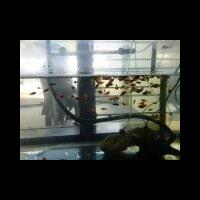 molly--guppy--platty--swordtail--dan-sejenisnya--masuk-ya-gan