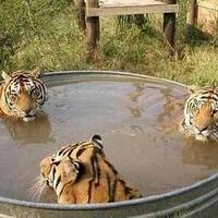 trio-macan-lagi-berenang-tanpa-busanabb