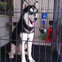 new-siberian-husky-lovers---read-page-1-for-update---part-2