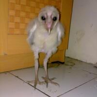 barn-owl---tyto-alba