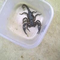 bengkulu-animal-lover-gtgtgttempat-share-pecinta-hewan-di-bengkulu