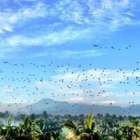 tni-gelar-latgab-tni-tingkat-divisi-tahun-2013