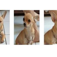 mohon-dibantu-gan-lost-dog