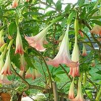 7-bunga-cantik-mengandung-racun-mematikan