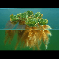 mjb-madiun-jual-beli-dan-share-bisnis