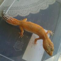 9788new-ask-about-leopard-gecko9788