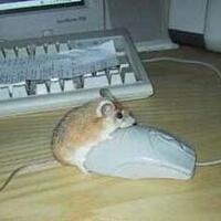 10-hewan-hybrid-paling-menakjubkan