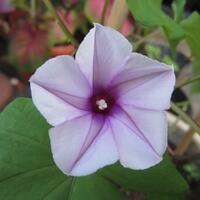 yang-suka-morning-glory-gabung-yuk---part-1