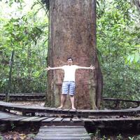 gtgt-wow-pohon-ulin-terbesar-dunia-ada-di-indonesia-ltlt