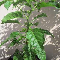 ayo-bertanam-cabe---hot--eksotis