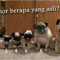 share-menurut-agan-anjing-mana-yang-asli