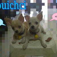 chihuahua-lovers---part-2