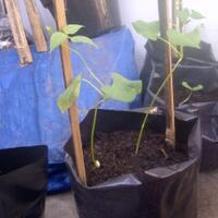 vegetable-lovers---official-thread---part-2