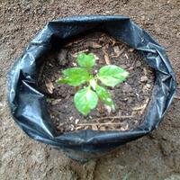 ayo-bertanam-cabe---hot--eksotis