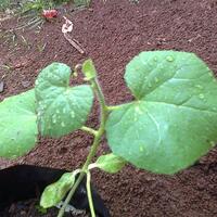 vegetable-lovers---official-thread---part-2