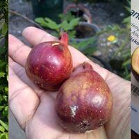 all-about-hidroponik