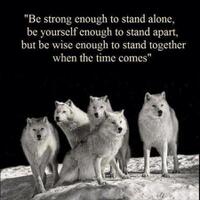 share-serba-serbi-bajaj-pulsar-all-variants---part-4