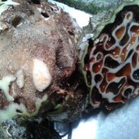 tanaman-sarang-semut-pencegah-kanker-paru-paru