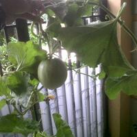 ayo-bertanam-cabe---hot--eksotis