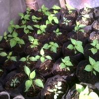 ayo-bertanam-cabe---hot--eksotis