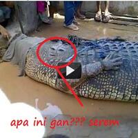 gan-semalam-di-tmpat-anebuaya-raksasa-di-tangkap-warga-pake-bebek-ini-dia-fotonya