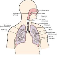 cara-ane-sembuh-dari-asma