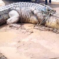 top-record-buaya-terbesar-panjang-7-meter-berat-hampir-1-ton