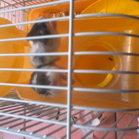 new-hamster-lovers---part-2