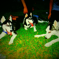 new-siberian-husky-lovers---read-page-1-for-update---part-2