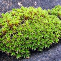 tanaman-akuarium-yang-perlu-dihindari