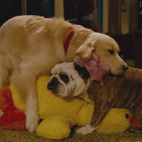 hotadegan-treesome-ganbbpict