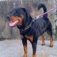 10-anjing-penjaga-terkuat-di-dunia-masup-gan