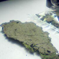 all-about-shrimp-red-cherry-red-bee-black-bee-neocaridina-caridina-dll