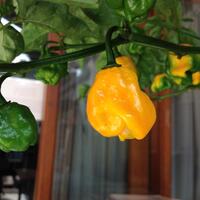 ayo-bertanam-cabe---hot--eksotis