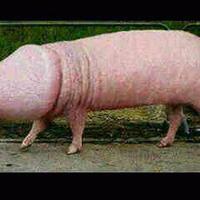 gan-ini-hewan-apa-ya