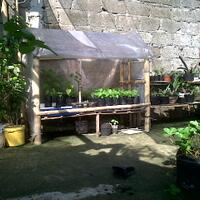 ayo-bertanam-cabe---hot--eksotis