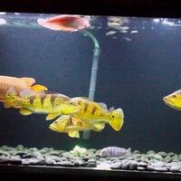 peacock-bass-reloaded-cream