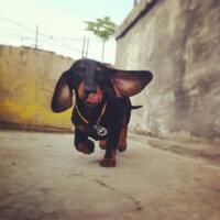 dachshund-lovers----part-2