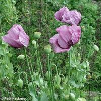 fakta-ganja-tidak-haram-rokok-haram