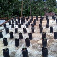 ayo-bertanam-cabe---hot--eksotis